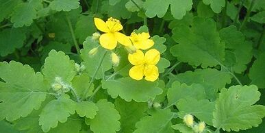 Bacaklarda tırnak mantar tedavisi Celandine