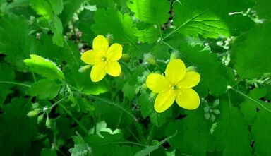 Çivilerde mantar tedavisi için celandine